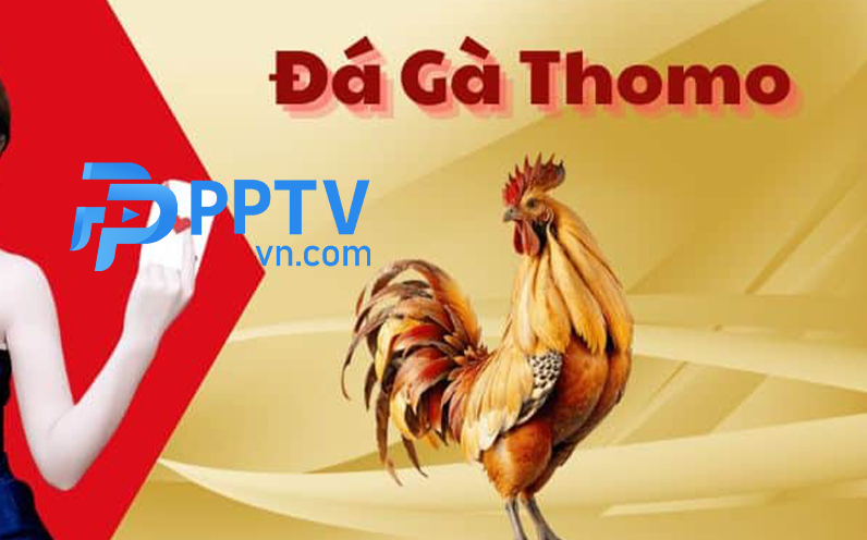 Giới thiệu về sân gà Thomo